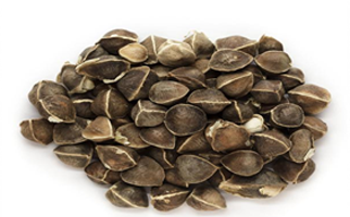 Moringa Seeds Wingless  